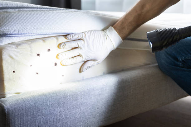 Best Bed Bug Extermination  in Leupp, AZ