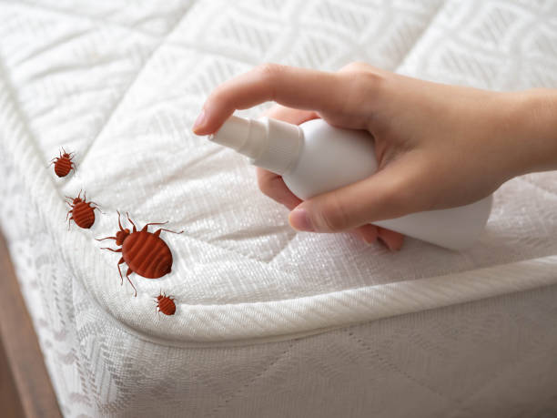 Best Ant Control Services  in Leupp, AZ