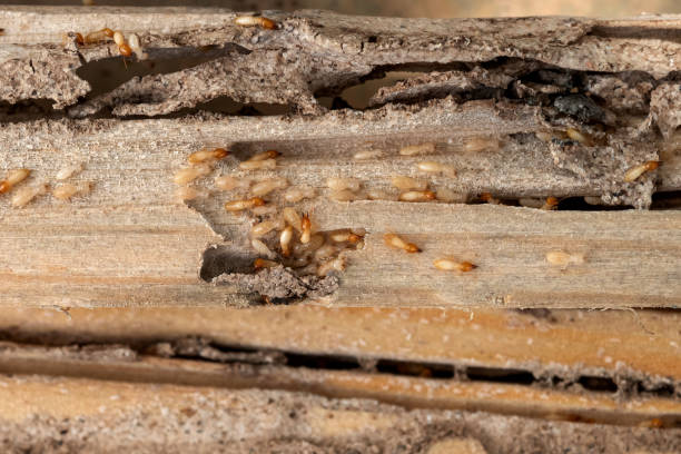 Best Local Pest Control Services  in Leupp, AZ